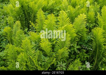 Grande gruppo di felce di struzzo che cresce in natura. Foto Stock