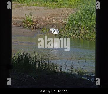 Comune egret, Casmerodius albus, Alameda Creek, accanto al cavalcavia 880 a Union City, CA, California, USA, Foto Stock