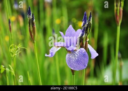 Fiore blu di Iris sibirica con gocce d'acqua su pioggia giorno Foto Stock