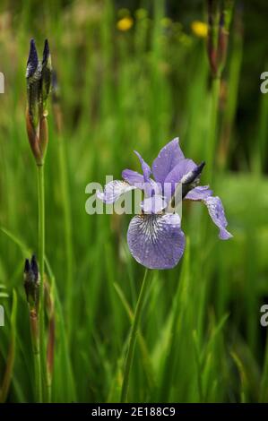 Fiore blu di Iris sibirica con gocce d'acqua su pioggia giorno Foto Stock