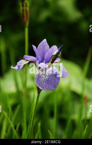 Fiore blu di Iris sibirica con gocce d'acqua su pioggia giorno Foto Stock