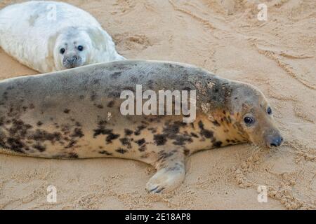 Guarnizione grigia (gripo di Halichoerus). Vacca, femmina, madre, con cucito bianco a fianco, dietro, sulla spiaggia di sabbia. Inverno. Dicembre. Spiaggia di Waxham. Norfolk. Foto Stock