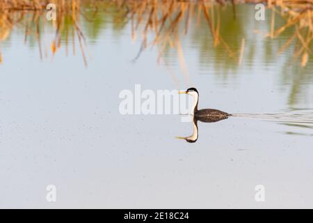 Un grebe occidentale, l'Aechmophorus occidentalis, che nuota in un fiume tranquillo nell'Alberta centrale, Canada. Foto Stock