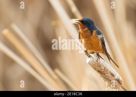 Un fienile inghiottita, Hirundo rustica, appollaiato su una testa di seme secca di coda di gatto in una palude nel centro di Alberta, Canada. Foto Stock