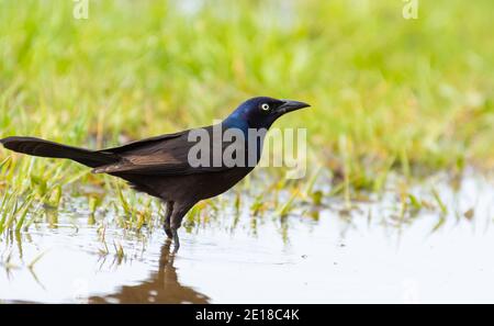 Un grillo comune maschile, Quiscalus quiscula, che forava in una zona erbosa allagata in una zona umida nel centro di Alberta Canada. Foto Stock