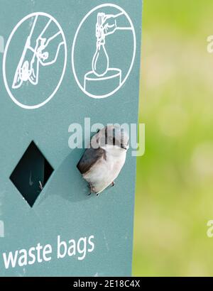 Una femmina adulta inghiottisce l'albero, Tachycineta bicolore, annidando in un distributore di sacchetti per i rifiuti del cane nel Lois Hole Provincial Park, nel centro di Alberta, Canada Foto Stock