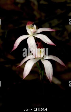 Le orchidee del dito (Caladenia Fuscata) sono meno comuni di altre varietà di Orchid del dito - li ho trovati soltanto mai nel parco nazionale di Kinglake. Foto Stock
