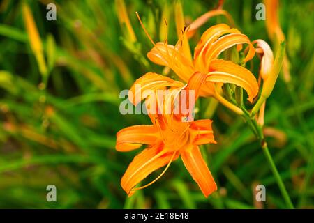 Hemerocallis fulva è una bella pianta in fiore. Giorno-giglio comune. Fulvous Day-Lily, Orange Day-Lily, Day Lily, Lily, Orange Daylily, Tawny Daylily. Foto Stock