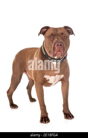 Pitbull Red Nose davanti a uno sfondo bianco Foto Stock