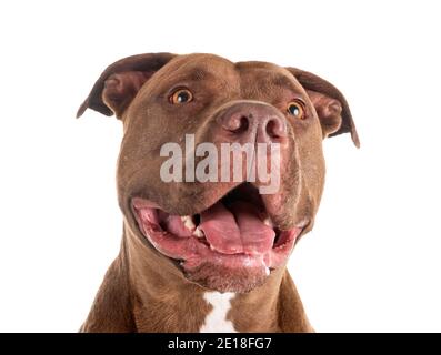 Pitbull Red Nose davanti a uno sfondo bianco Foto Stock