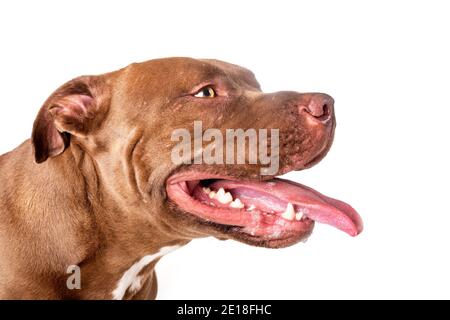 Pitbull Red Nose davanti a uno sfondo bianco Foto Stock