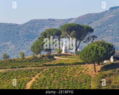 Pini e una casa imbiancata in un vigneto - Villafrance del Bierzo, Castiglia e Leon, Spagna Foto Stock