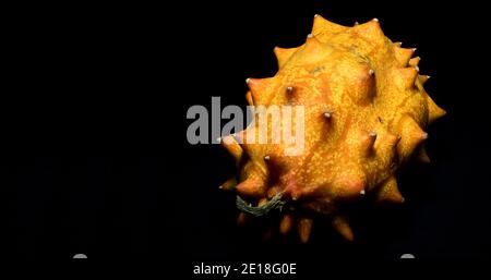 Melone cornuto, Cucumis metuliferus scientifico, noto come Kiwano, tipo di melone africano su sfondo nero, fuoco accatastato Foto Stock