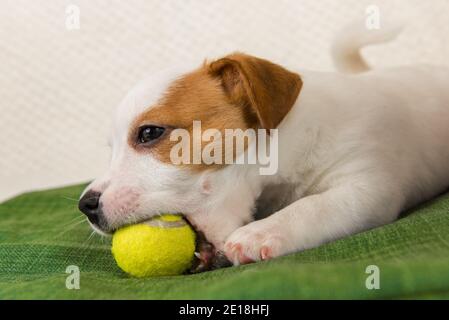 Cane Jack Russel terrier cucciolo giocare e gnawing palla da tennis giallo. Isolato su bianco. Scatto in studio. Foto Stock