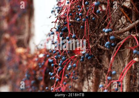 Virginia superriduttore (Parthenocissus quinquefolia) - bacche blu che crescono su steli rossi Foto Stock