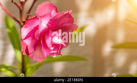 Oleandro una specie di Dogbane, Rose Bay, è il nome botanico è Nerium oleandro. Il giardino con oleandro di piante in fiore. Primo piano dolce rosa Foto Stock