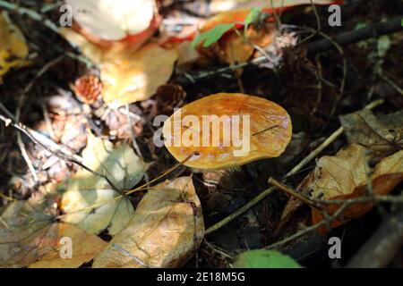 Fungo micorrizale (Suillus grevillei) in Giappone Foto Stock