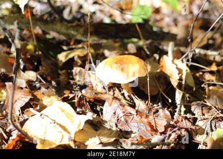 Fungo micorrizale (Suillus grevillei) in Giappone Foto Stock