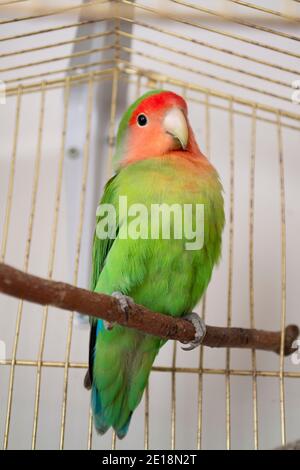 Rosato lovebird o Agapornis roseicollis. Pappagallo colorato. Immagine verticale Foto Stock