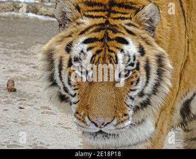 Ritratto della tigre nella tecnica digitale di illustrazione degli effetti dell'olio Foto Stock