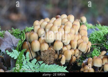 Coprinellus micaceus, detto anche Coprinus micaceus, comunemente noto come Glistering Inkcap, fungo selvatico della Finlandia Foto Stock