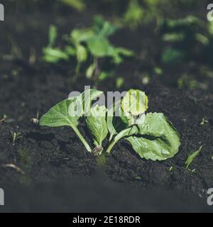 Giovani germogli di cavolo verde nel giardino primaverile Foto Stock