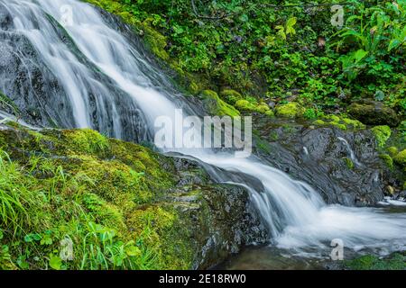 Cascata tra erba verde. Ruscello di montagna su massi mossi nella foresta pluviale estiva. Cascata alpina di flusso rapido Foto Stock