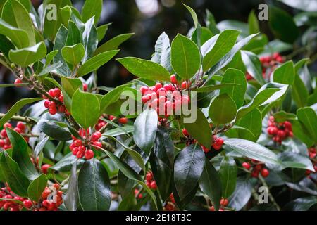 Ilex × altaclerensis "Camelliifolia". Highclere Holly 'Camelliifolia' conosciuto anche come Ilex aquifolium 'Camelliifolia' Foto Stock