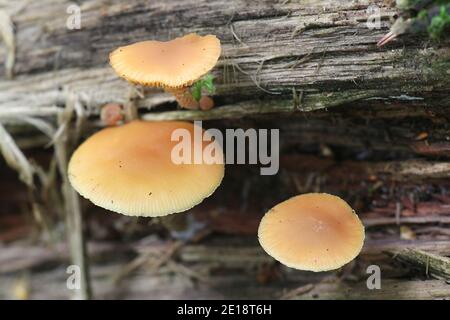 Galerina marginata, noto come campana funebre, letale zucchetto o mortale Galerina, letale fungo velenoso dalla Finlandia Foto Stock