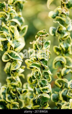 Foglie arricciate, bordate in giallo cremoso di Ligustrum lucidum 'curly Wurly' privet cinese 'curly Wurly' a fine autunno Foto Stock