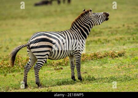 Plains zebra (Equus) Nighing, Parco Nazionale Serengeti, Tanzania, Africa Foto Stock