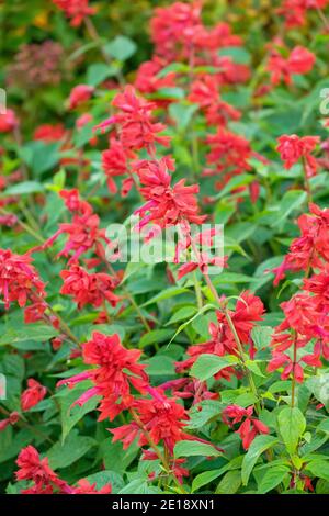 Salvia splendens 'Jimi's Good Red' salvia scarlatto 'Jimi's Good Red' Foto Stock