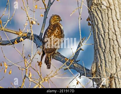 In questo colpo un giovane falco dalla coda rossa (Buteo jamaicensis) riposa in un albero alla Farmington Bay Waterfowl Management Area, Farmington, Utah, USA. Foto Stock