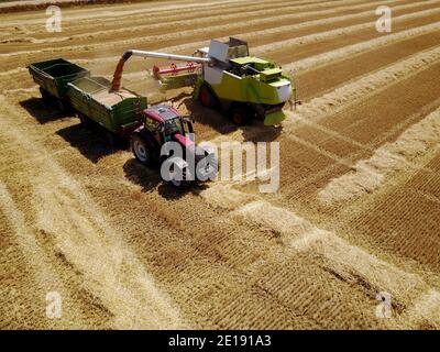 Macchina mietitrebbiatrice professionale che scarica il grano raccolto nel serbatoio del trattore-rimorchio sul campo. Foto Stock