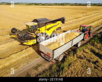 La macchina mietitrebbiatrice professionale sovraccarica la granella di frumento raccolta nel serbatoio del trattore-rimorchio sul campo. Foto Stock