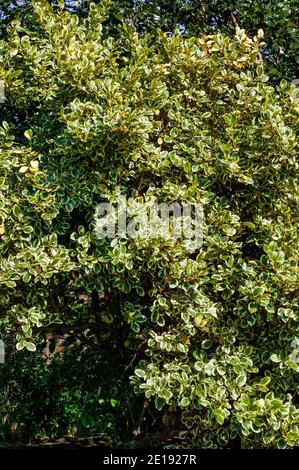 Griselinia littoralis 'variegata' un arbusto sempreverde spesso usato per fare una siepe e comunemente noto come Nuova Zelanda Privet, foto d'azione Foto Stock