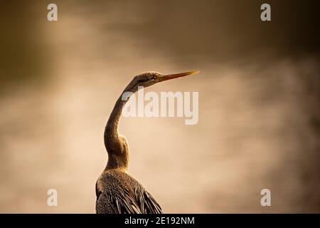 Oriental darter o indiano darter ritratto crogiolarsi al sole a. keoladeo ghana parco nazionale o bharatpur uccelli santuario bharatpur rajasthan india - anhin Foto Stock