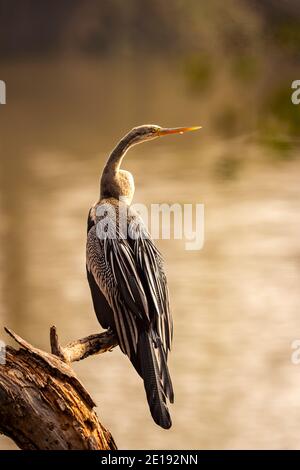 Oriental darter o indiano darter ritratto crogiolarsi al sole a. keoladeo ghana parco nazionale o bharatpur uccelli santuario bharatpur rajasthan india - anhin Foto Stock