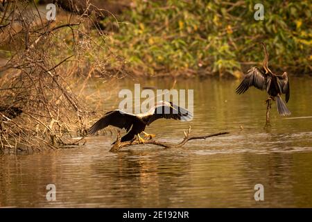 Oriental darter o indiano darter ritratto crogiolarsi al sole con apertura alare completa al parco nazionale keoladeo ghana o bharatpur bird santuario bharatpur raja Foto Stock