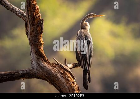 Oriental darter o indiano darter ritratto crogiolarsi al sole a. keoladeo ghana parco nazionale o bharatpur uccelli santuario bharatpur rajasthan india - anhin Foto Stock