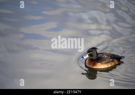 Anatra al tufted nel Kelsey Park, Beckenham, Greater London. L'anatra con tufted nuota sul lago. Anatra con tufted (Aythya fuligula). Foto Stock