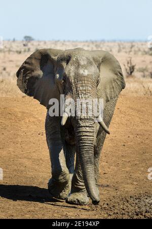 Ritratto verticale di un grande toro elefante che cammina dopo il suo Bagno di fango nel Parco Kruger in Sud Africa Foto Stock