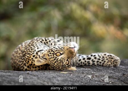 leopardo giocoso del bambino con gli occhi grandi distesi su un grande Rock nel Parco Nazionale Kruger in Sud Africa Foto Stock