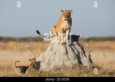 Donna leoness seduta su un tumulo di termite con il suo piccolo cubs cercando di arrampicarlo alla luce del sole di mattina a Savuti Riserva in Botswana Foto Stock