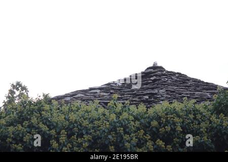 antico tetto di ardesia circondato da edera Foto Stock