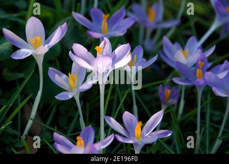 Crocus tommasinianus Foto Stock