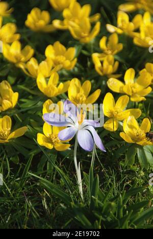 Crocus tommasinianus e aconiti invernali nel giardino d'inverno Foto Stock