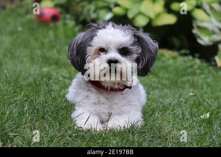 ritratto di un bel cane bolonka zwetna Foto Stock