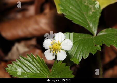 primo piano di fragole selvatiche in fiore Foto Stock