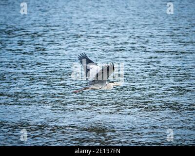 Un airone grigio (Ardea cinerea) all'isola di Naoshima, Prefettura di Kagawa, Giappone. Foto Stock